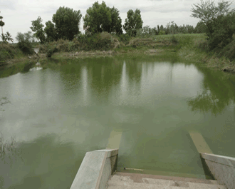 Water Ponds