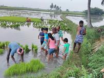 Natural Agriculture